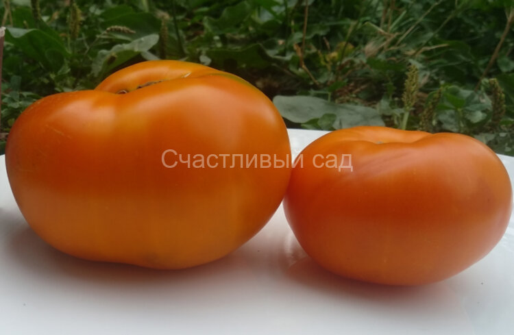 Brandywine Yellow Platfut (Брендивайн Желтый Плэтфут) Brandywine Yellow Platfut (Брендивайн Желтый Плэтфут)