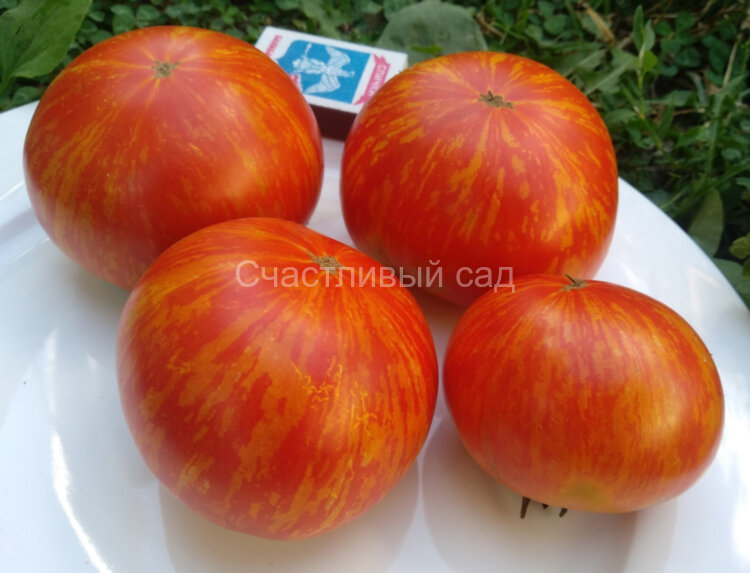 Dwarf Hannah’s Prize (Гном Приз Ханны) Dwarf Hannah’s Prize (Гном Приз Ханны)