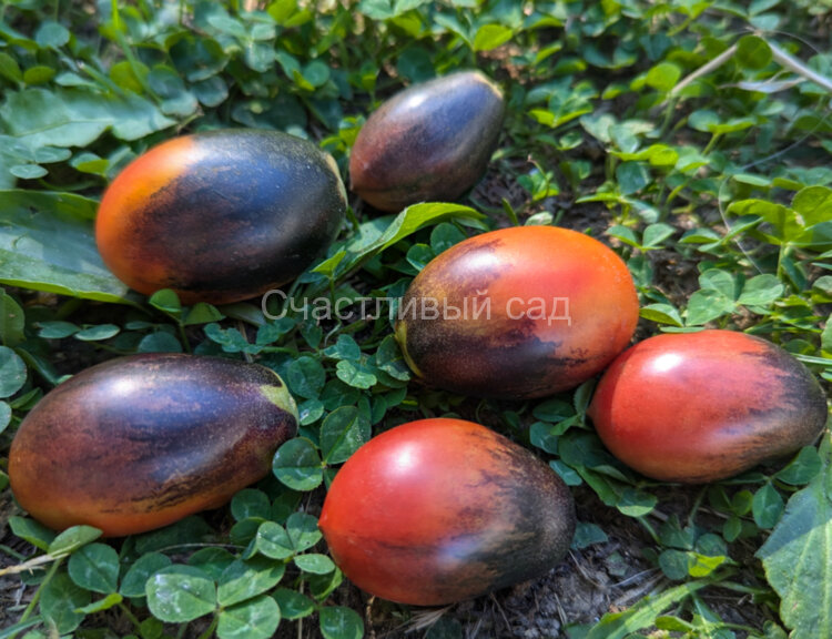 Mocha's Cherry Plum (Слива черри Мокко) Mocha's Cherry Plum (Слива черри Мокко)