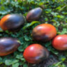 Mocha's Cherry Plum (Слива черри Мокко) Mocha's Cherry Plum (Слива черри Мокко)