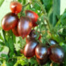 Mocha's Cherry Plum (Слива черри Мокко) Mocha's Cherry Plum (Слива черри Мокко)