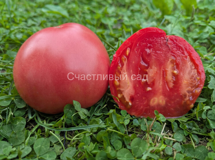 Розовое сердце Краснодарское Розовое сердце Краснодарское