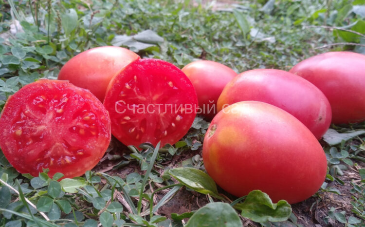Амира Амира