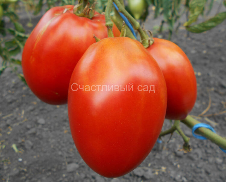 Подсинское чудо