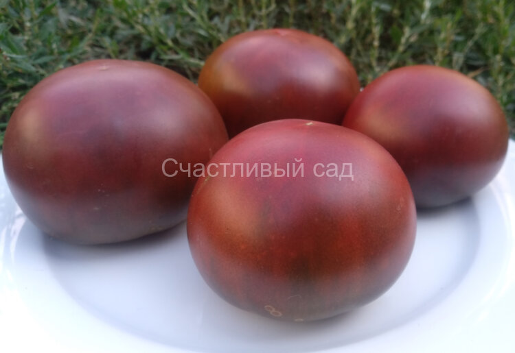Owen’s Purple (Пурпурный Оуэна) Owen’s Purple (Пурпурный Оуэна)