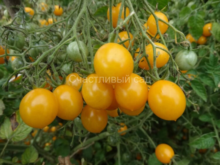 Желтый кварц мультифлора (Yellow Quartz Multiflora) Желтый кварц мультифлора (Yellow Quartz Multiflora)