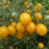 Желтый кварц мультифлора (Yellow Quartz Multiflora) Желтый кварц мультифлора (Yellow Quartz Multiflora)