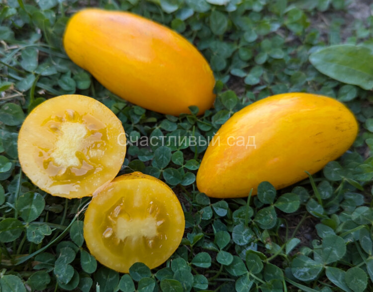 Дрова желтые Дрова желтые