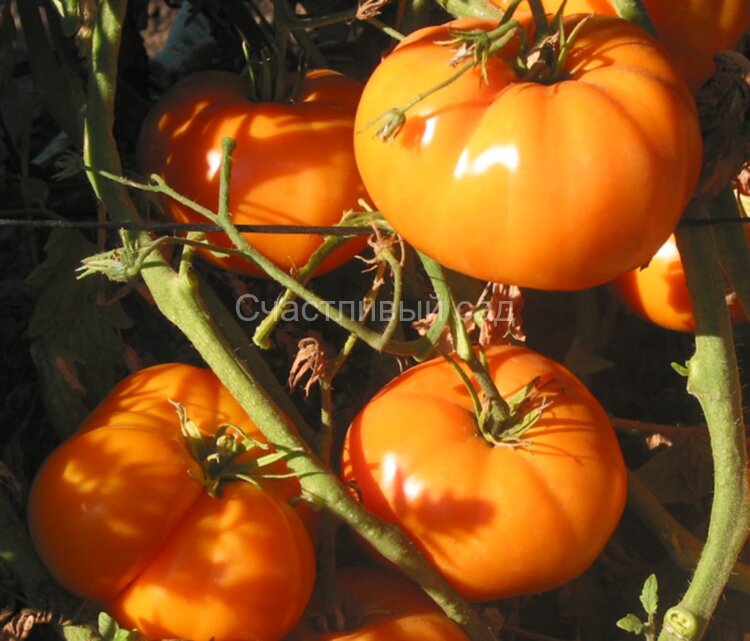 Chuck’s Yellow Beefsteak (Бифштекс Чака желтый) Chuck’s Yellow Beefsteak (Бифштекс Чака желтый)