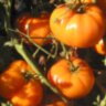 Chuck’s Yellow Beefsteak (Бифштекс Чака желтый) Chuck’s Yellow Beefsteak (Бифштекс Чака желтый)