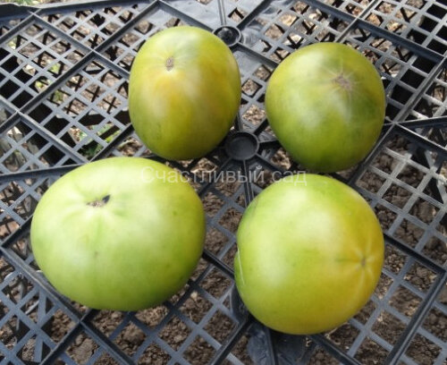 Dwarf Jade Beauty (Гном Джейд Бьюти, Гном Нефритовая Красота) Dwarf Jade Beauty (Гном Джейд Бьюти, Гном Нефритовая Красота)