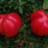 Gezahnte (Зубчатый)