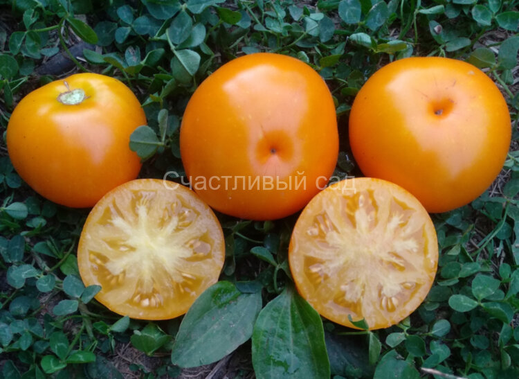Dwarf Jasmine Yellow (Гном Желтый Жасмин) Dwarf Jasmine Yellow (Гном Желтый Жасмин)