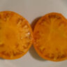 Dr. Wyche's Yellow (Желтый Доктора Виче)