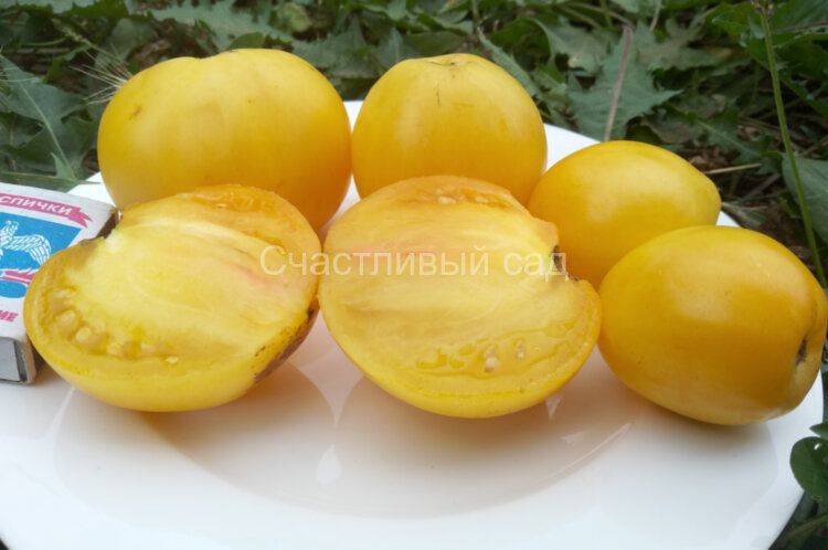 Dwarf Lemon Ice (Гном Лимонный Лед) Dwarf Lemon Ice (Гном Лимонный Лед)