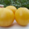 Dwarf Lemon Ice (Гном Лимонный Лед) Dwarf Lemon Ice (Гном Лимонный Лед)