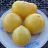 Dwarf Lemon Ice (Гном Лимонный Лед) Dwarf Lemon Ice (Гном Лимонный Лед)