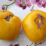 Tiger Paw (Лапа Тигра) Tiger Paw (Лапа Тигра)