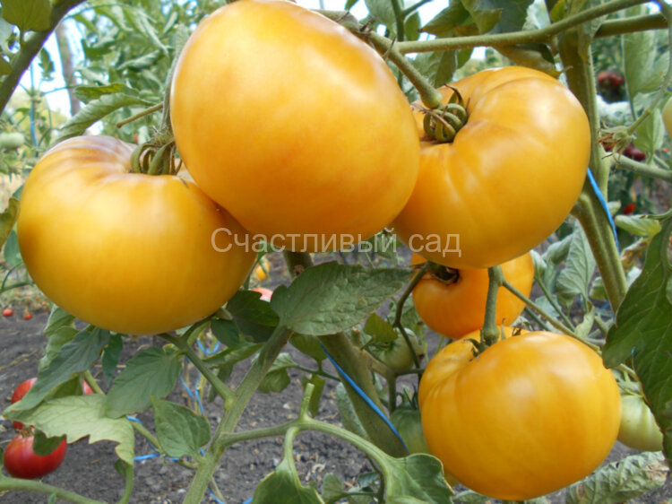 Rose Beauty (Прелесть Роузы) Rose Beauty (Прелесть Роузы)