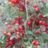 Pink Quarts Multiflora (Розовый кварц Мультифлора) Pink Quarts Multiflora (Розовый кварц Мультифлора)
