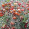 Pink Quarts Multiflora (Розовый кварц Мультифлора) Pink Quarts Multiflora (Розовый кварц Мультифлора)