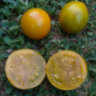 Dwarf Mint Streak (Гном мятная полоса) Dwarf Mint Streak (Гном мятная полоса)