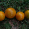 Dwarf Mint Streak (Гном мятная полоса) Dwarf Mint Streak (Гном мятная полоса)