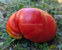 Король королей