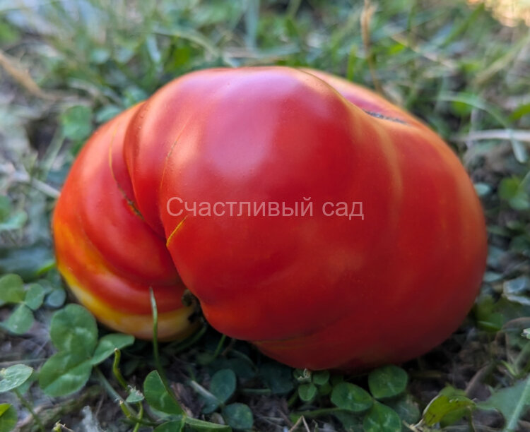Король королей Король королей