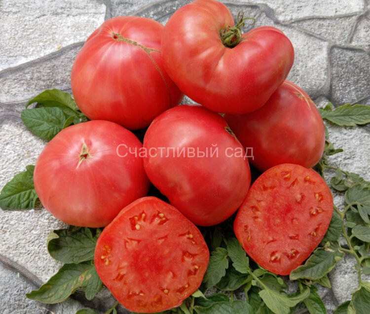Розовый сахарный Розовый сахарный