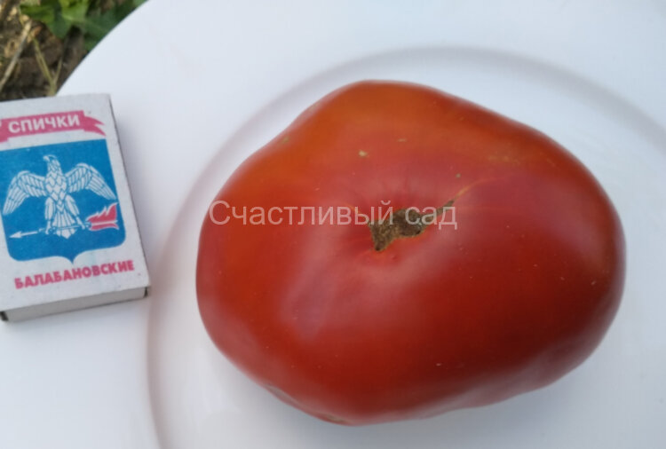 Яблочный Липецкий Яблочный Липецкий