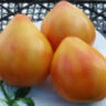 Striped oxheart (Полосатое Бычье сердце) Striped oxheart (Полосатое Бычье сердце)