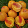 Striped oxheart (Полосатое Бычье сердце) Striped oxheart (Полосатое Бычье сердце)