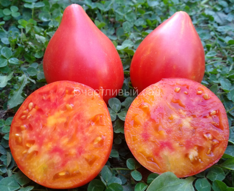 Striped oxheart (Полосатое Бычье сердце) Striped oxheart (Полосатое Бычье сердце)