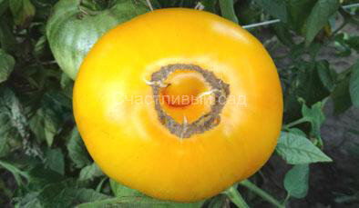 Giant Belgian Yellow (Бельгийский гигант желтый) Giant Belgian Yellow (Бельгийский гигант желтый)
