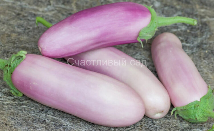 Баклажан Kashmiri Brinjal (Кашмирский Бринджал) Баклажан Kashmiri Brinjal (Кашмирский Бринджал)