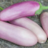 Баклажан Kashmiri Brinjal (Кашмирский Бринджал) Баклажан Kashmiri Brinjal (Кашмирский Бринджал)