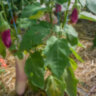 Баклажан Kashmiri Brinjal (Кашмирский Бринджал) Баклажан Kashmiri Brinjal (Кашмирский Бринджал)