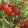 Red Bullet (Красная пуля) Red Bullet (Красная пуля)