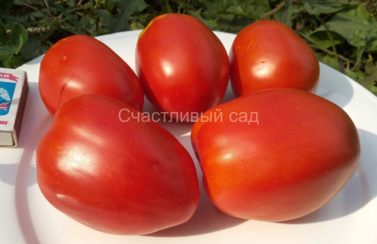 Гранённое Бычье Сердце (Coeur De Boeuf A Facettes) Гранённое Бычье Сердце (Coeur De Boeuf A Facettes)