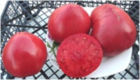 Amana Pink (Амана Розовый)
