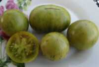 Abracazebra Green (Абраказебра зеленая)