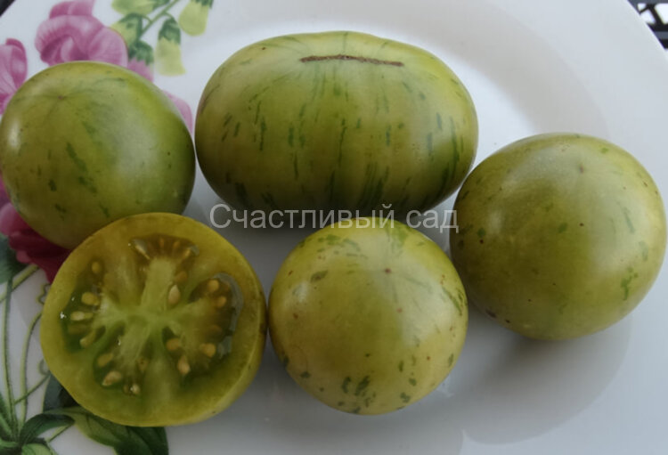 Abracazebra Green (Абраказебра зеленая)