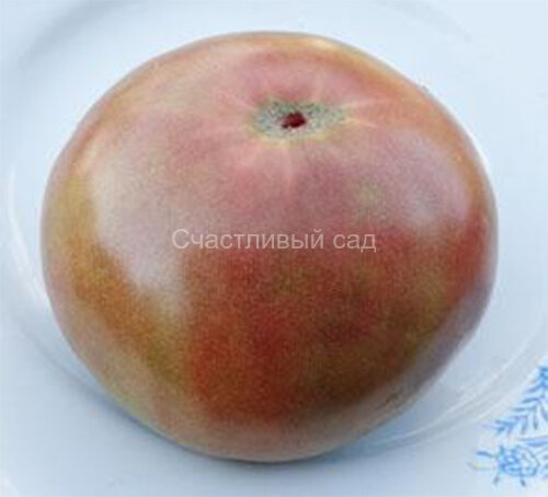 Varsovia (Варшава) Varsovia (Варшава)