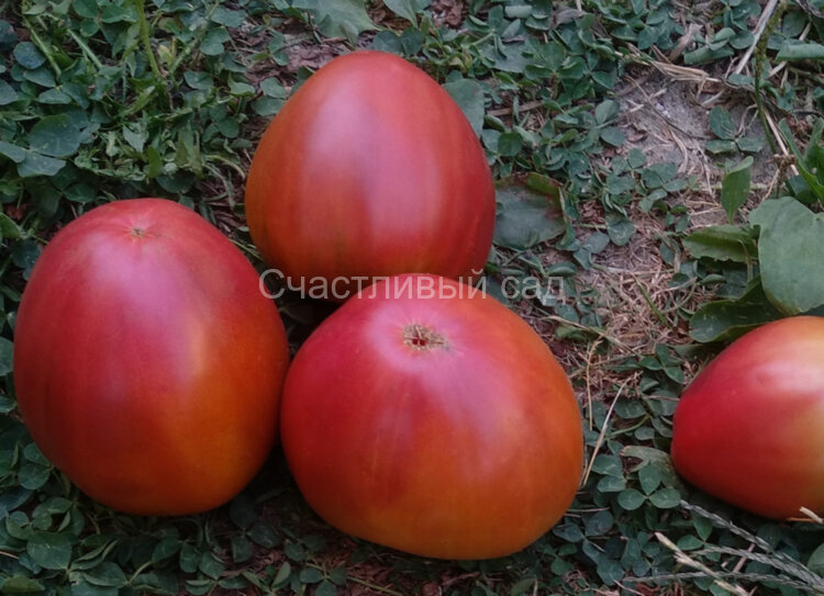Бычок черный Бычок черный