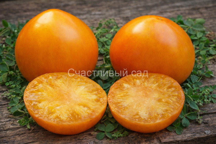 Золотые пески Золотые пески