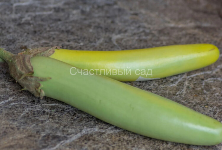 Баклажан Louisiana long green (Луизианский длинный зеленый) Баклажан Louisiana long green (Луизианский длинный зеленый)