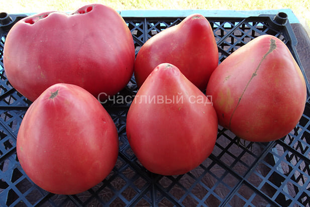 Robs (Робс) Robs (Робс)