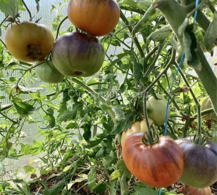 Золотое яблоко Софии (Sofia's Golden Apple) Золотое яблоко Софии (Sofia's Golden Apple)
