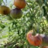 Золотое яблоко Софии (Sofia's Golden Apple) Золотое яблоко Софии (Sofia's Golden Apple)